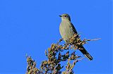 Townsend's Solitaire